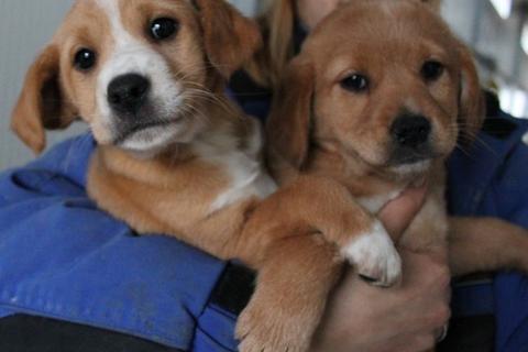 Lara e Sara